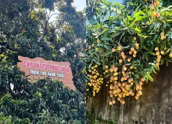 Chiêm ngưỡng cây vải tổ hơn 100 năm tuổi tại Bắc Ninh
