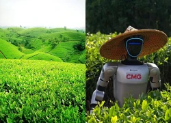 Choáng váng viễn cảnh robot đổ bộ đồi trà xanh, tranh việc với nông dân