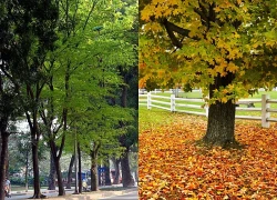 Giải pháp cho cây xanh đô thị trong bối cảnh thời tiết cực đoan