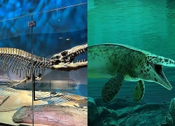 Phát hiện loài 'quái vật biển' dài 13 mét từng thống trị đại dương cổ đại