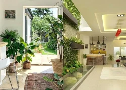 Sở hữu ngay 5 lợi ích 'vàng' từ việc trồng cây xanh trong nhà