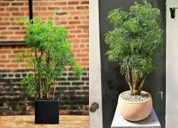 3 vị trí trồng cây đinh lăng giúp không gian sống thêm tươi mát, đón nhiều vượng khí