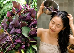 Dùng nước tía tô gội đầu mọc tóc con hiệu quả như thế nào?