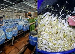 Khởi tố 3 chủ cơ sở dùng chất cấm sản xuất gần 1.000 tấn giá đỗ