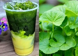 Loại lá mọc đầy vườn ở Việt Nam giúp bảo vệ da, ngủ ngon và bổ xương khớp