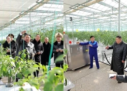 Nhà lãnh đạo Triều Tiên thị sát khu phức hợp nhà kính kiểu mẫu