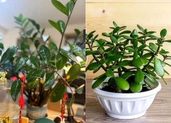 Top 5 loại cây cảnh để phòng thờ đại cát, đại lợi