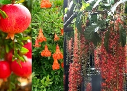 Trước nhà có 5 loại cây này: Ông bà trồng, con cháu 3 đời hưởng 'trái ngọt'