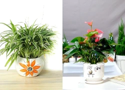 Cây để bàn làm việc tuổi Đinh Tỵ giúp thu hút vượng khí