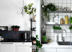 Đặt 4 loại cây phong thủy này trong bếp, gia chủ tự nhiên đón lộc, đổi đời