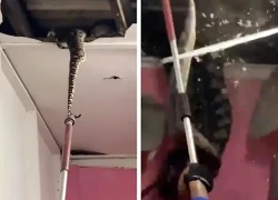 Đục trần kiểm tra tiếng động bí ẩn, cả gia đình hét thất thanh khi 3 "quái vật" khổng lồ cùng rơi xuống