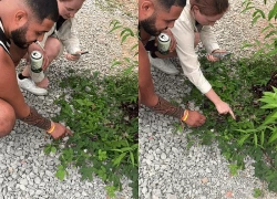 Khách Tây ngồi xổm ven đường ở Hà Giang, tay chạm vào loài cây dại: Nhìn thấy phải rút điện thoại ra quay gấp
