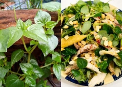 Loại rau dại mọc đầy đường, mềm hơn cả mồng tơi, giòn hơn xà lách, ăn nhiều giảm axit uric trong máu, bảo vệ tim mạch