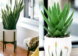 Nhiều người trồng cây chỉ để làm đẹp, không biết 7 loại này còn giúp nhà mát hơn