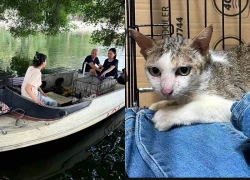 Tin mới vụ di dời toàn bộ mèo trên 'đảo mèo' Công viên Thống Nhất