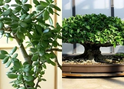 3 loại cây đặt trong nhà có thể sống trăm năm: Được xem như "báu vật" để lại cho con cháu