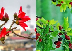 4 cây đẹp mấy cũng KHÔNG trồng trước cửa nhà