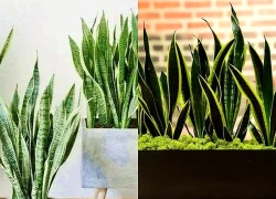 4 lời khuyên dành cho các gia đình đang trồng cây lưỡi hổ