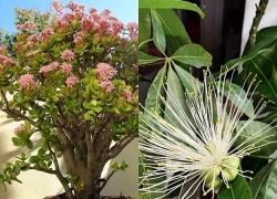 5 loại cây cảnh hiếm khi nở hoa, một khi đã nở hoa là điềm báo: Gia chủ cần chuẩn bị