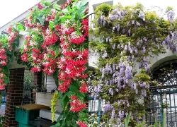 6 cây dây leo trồng trước nhà vừa đẹp mắt vừa che nắng hiệu quả