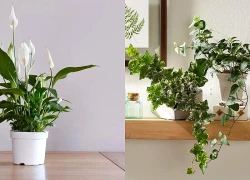 7 loại cây hút ẩm tốt thích hợp đặt trong phòng tắm
