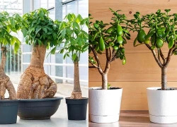 8 loại cây cảnh mang ý nghĩa sung túc, bình an: Ai cũng nên trồng một cây