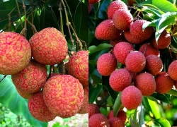 Ăn vải có nóng không? Cách ăn không lo nổi mụn