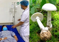 Cảnh báo nguy cơ ngộ độc khi ăn nấm rừng