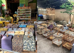 Chủ tiệm chim cảnh ở TPHCM bị phạt 7,5 triệu đồng, tịch thu 35 con chim chào mào