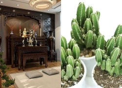 Đặt những cây này trước cửa phòng thờ: Đại kỵ rước xui xẻo hay rước tài lộc?