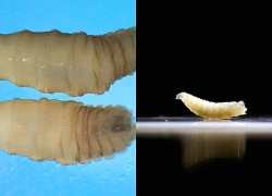 Mỹ phát hiện giòi ăn thịt lần đầu tiên sau 60 năm tại Texas