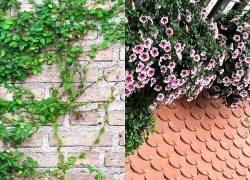 Nhà mát rượi ngày hè nhờ top 9 cây cảnh ban công chống nóng, chịu nắng gắt