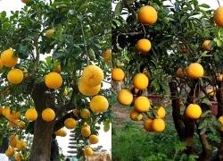 Trồng cây bưởi trước nhà phong thủy có tốt không?
