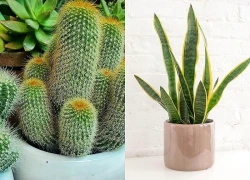 Trước khi mua cây cảnh về nhà, đây là 5 loại cây bạn cần cân nhắc