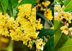 Vì sao nhiều gia đình giàu thích trồng mộc hương trước nhà?
