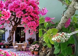 Cách đơn giản để hoa giấy nở rực rỡ quanh năm
