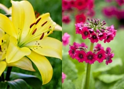 Đúng 9h sáng mai, thứ Ba 9/6/2026, 3 con giáp tài lộc vượng phát, cuộc đời êm ấm, vận trình bay cao, giàu số 2 không ai số 1