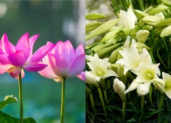 Đúng ngày mai, thứ Hai 8/6/2026, 3 con giáp sự nghiệp hanh thông, Tài Lộc thịnh vượng, bước chân ra ngoài tiền bạc đầy tay không ngờ