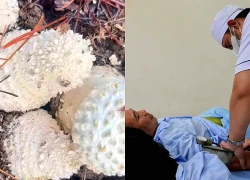 Hiểm họa khôn lường từ nấm rừng: Kinh nghiệm dân gian bất lực trước độc tố