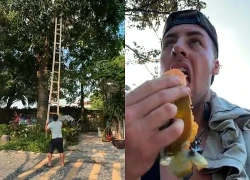 Khách Tây mê mệt 1 loại quả kì lạ ở Ninh Bình: Nhìn rất giống xoài nhưng không phải xoài, cách hái trái chưa thấy bao giờ