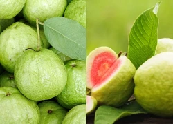 Lợi ích của quả ổi với sức khỏe