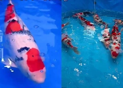Một con cá Koi vừa được bán với giá 15,5 tỷ đồng, mang trong mình dòng máu đặc biệt