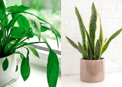 Muốn phòng tắm luôn khô thoáng mà không cần máy hút ẩm: Đặt ngay 5 loại cây xanh này