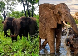 Nigeria chạy đua bảo tồn loài voi
