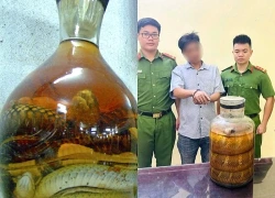 Phát hiện người đàn ông bán rượu ngâm rắn hổ mang chúa