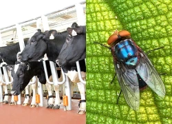 Ruồi ký sinh ăn thịt tái xuất, đe dọa ngành chăn nuôi gia súc Mỹ