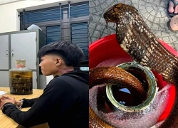Bắt giữ nam thanh niên vận chuyển bình rượu ngâm rắn hổ mang chúa