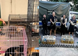 Công an 'giải cứu' 500 con mèo trong đường dây trộm thú cưng quy mô lớn