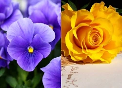 Trúng số độc đắc sau 16h30 chiều nay (11/6/2026), 3 con giáp ăn tiêu thoải mái, gặp may đổi đời, thoát nghèo thành công, hóa Rồng hóa Phượng