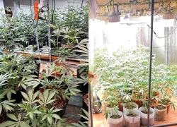 Phát hiện đối tượng trồng cần sa trong phòng ngủ